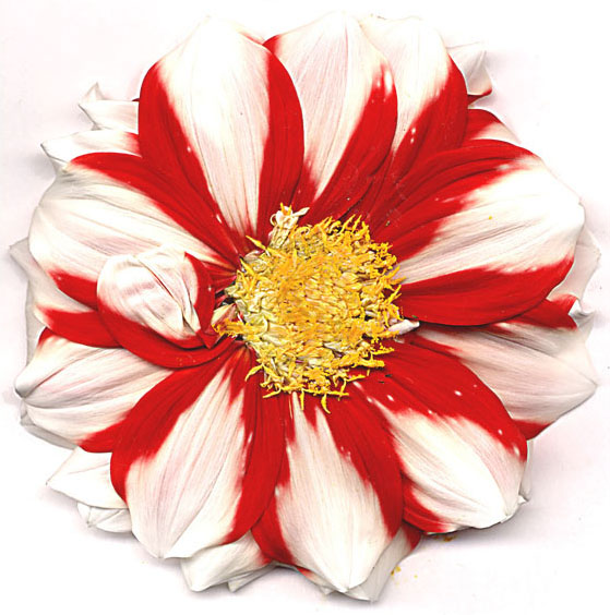 red n white dahlia