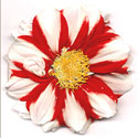 Red-n-white Dahlia