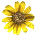 sunflower volunteer
